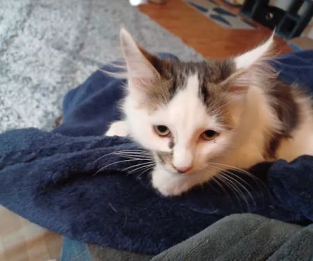 Animal Birth Control Clinic