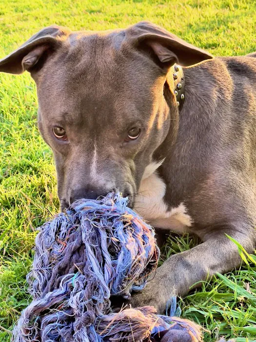 Animal Birth Control Clinic Picture 4