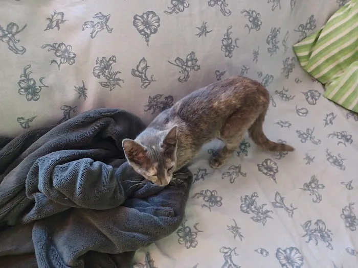 Animal Birth Control Clinic Picture 3