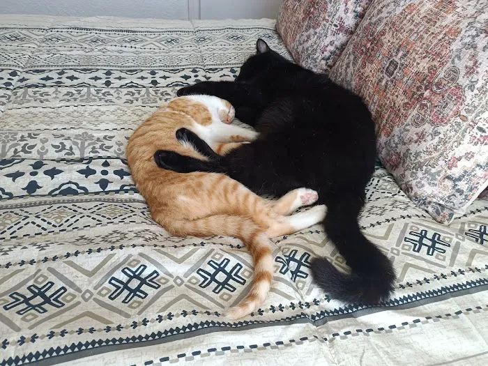 Animal Birth Control Clinic Picture 5