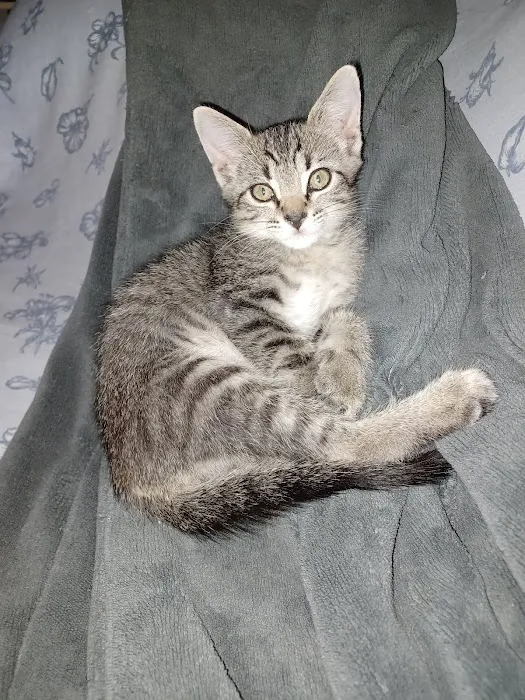 Animal Birth Control Clinic Picture 6