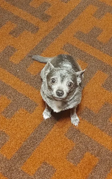 Animal Birth Control Clinic Picture 9