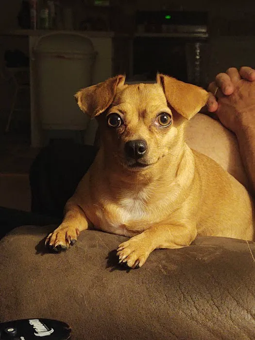 Animal Birth Control Clinic Picture 8