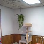 All About Pets Veterinary Clinic