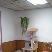 All About Pets Veterinary Clinic ico