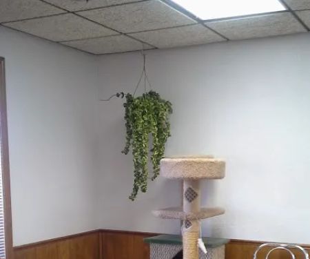 All About Pets Veterinary Clinic