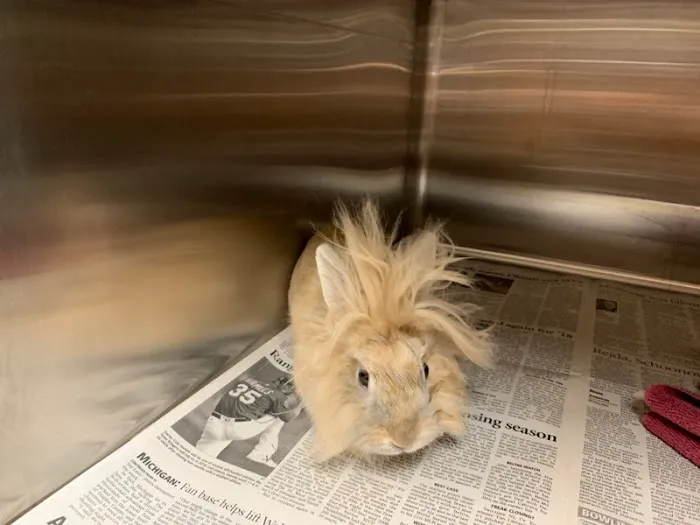 All About Pets Veterinary Clinic Picture 2