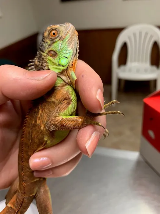 All About Pets Veterinary Clinic Picture 4