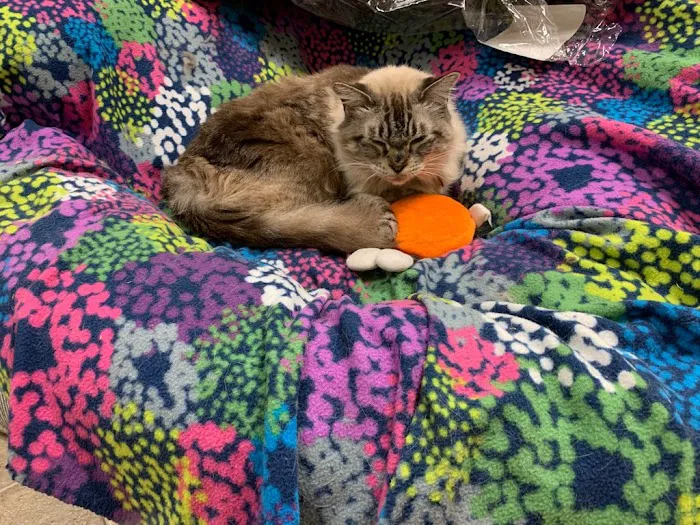 All About Pets Veterinary Clinic Picture 5