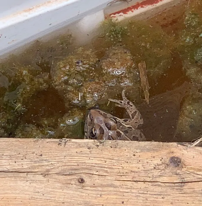 All About Pets Veterinary Clinic Picture 10