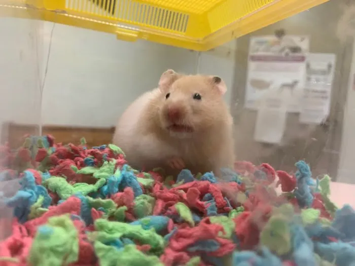 All About Pets Veterinary Clinic Picture 8