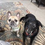 Freeman Veterinary Clinic