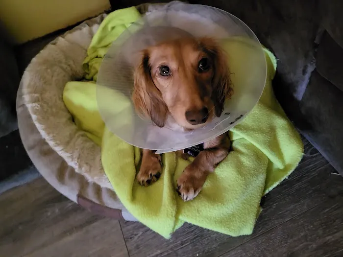 Freeman Veterinary Clinic Picture 2