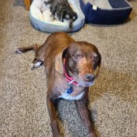 Beavers Animal Hospital ico