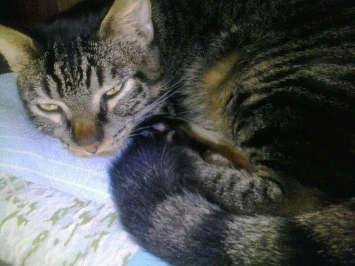 Beavers Animal Hospital Picture 3