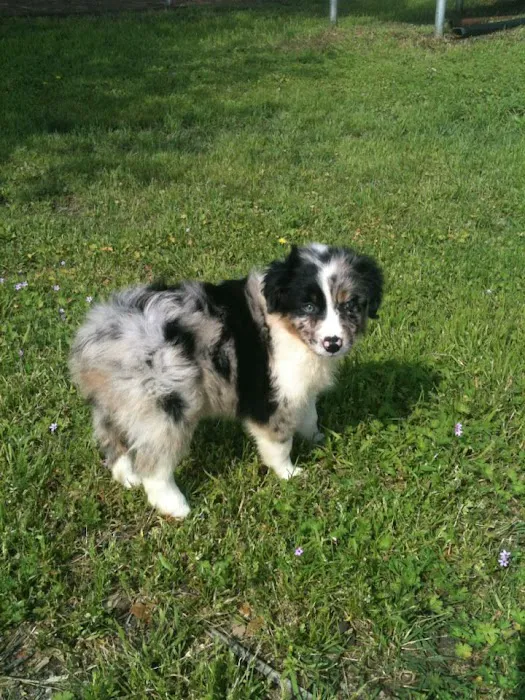 Beavers Animal Hospital Picture 7