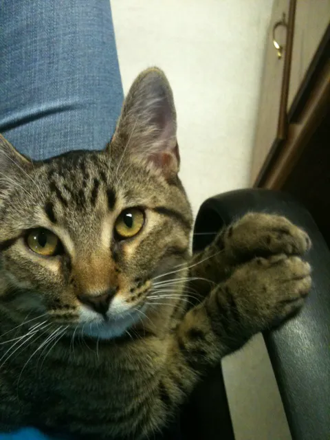 Beavers Animal Hospital Picture 9