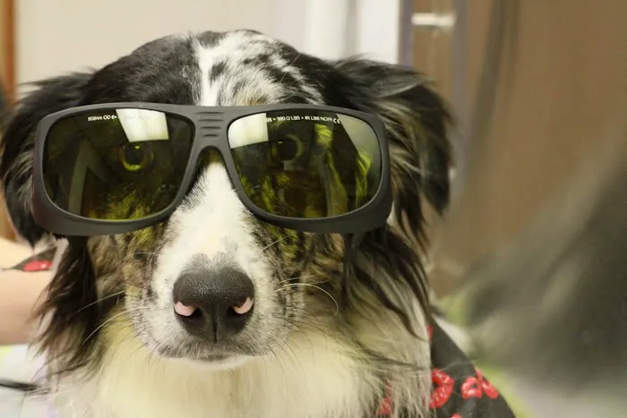 Beavers Animal Hospital Picture 10