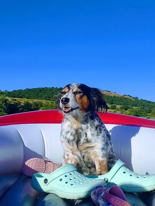 Midtown Animal Hospital Picture 1