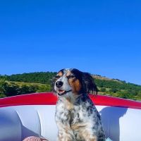 Midtown Animal Hospital ico