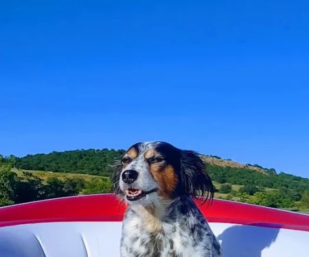 Midtown Animal Hospital