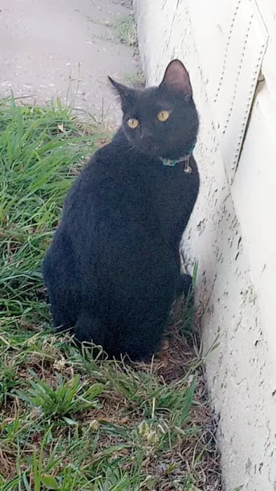 Midtown Animal Hospital Picture 4