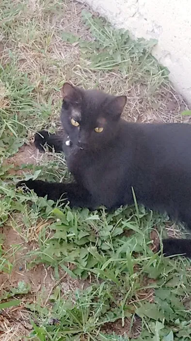 Midtown Animal Hospital Picture 3