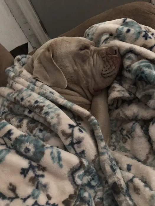 Midtown Animal Hospital Picture 2