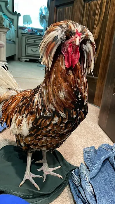 Midtown Animal Hospital Picture 7