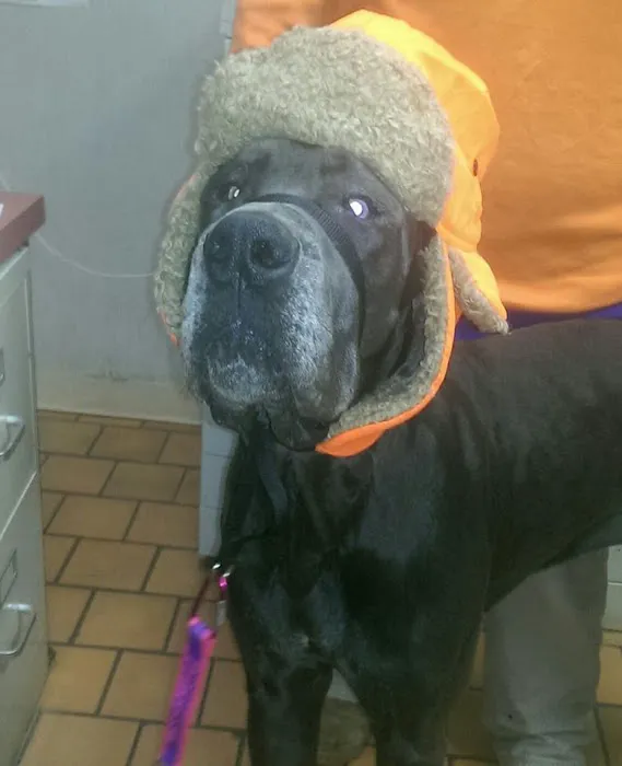 Midtown Animal Hospital Picture 8