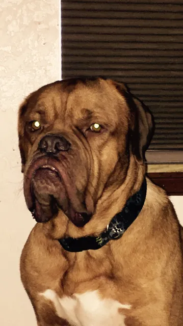 Midtown Animal Hospital Picture 10