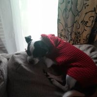 Creekside Animal Hospital ico