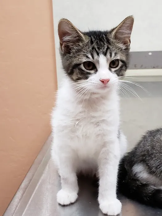 Lawton Veterinary Hospital Picture 6