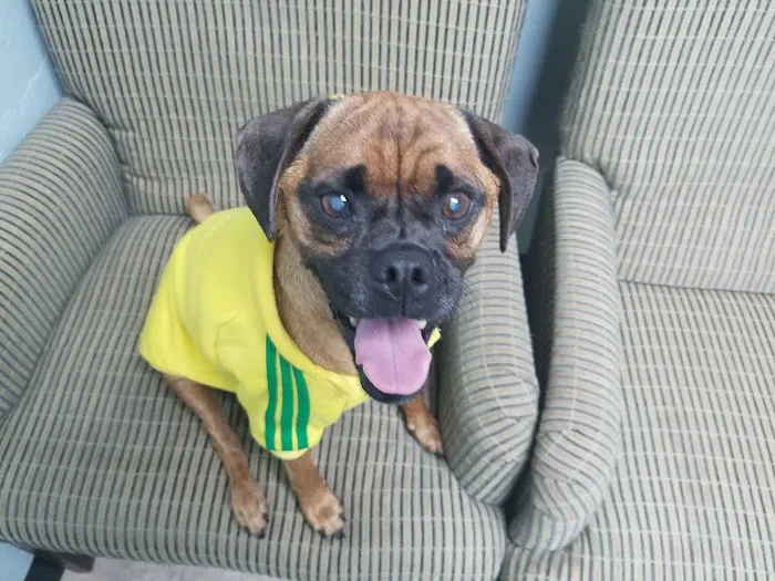 Webb Jennifer DVM Picture 1