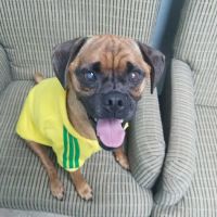 Webb Jennifer DVM ico