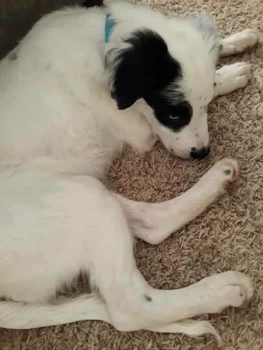 Webb Jennifer DVM Picture 7