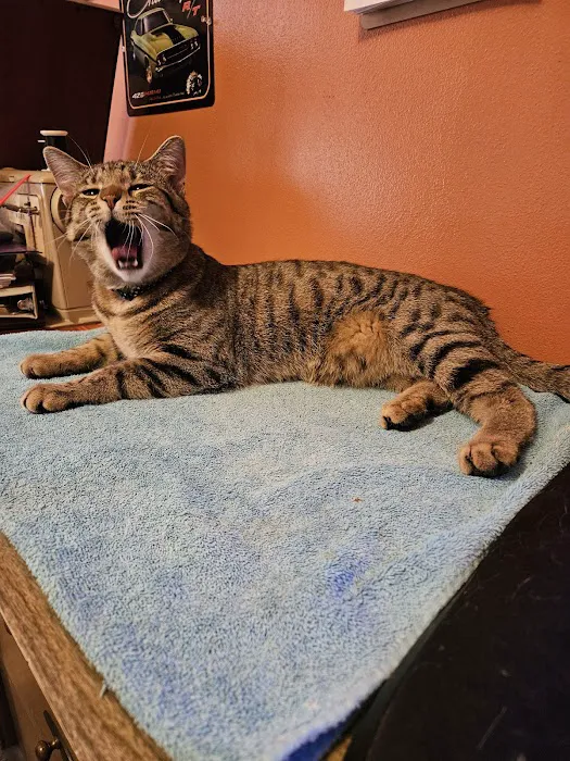 Southwest Veterinary Clinic Hobart Picture 3