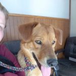 Southwest Veterinary Clinic Hobart