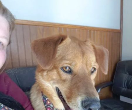 Southwest Veterinary Clinic Hobart