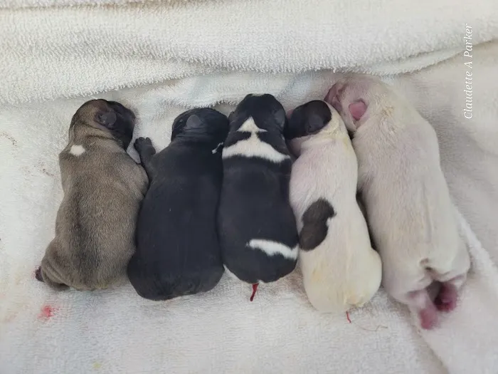 Zook Veterinary Services LLC Picture 1