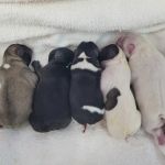 Zook Veterinary Services LLC