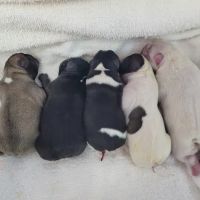 Zook Veterinary Services LLC ico