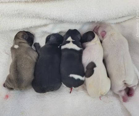 Zook Veterinary Services LLC