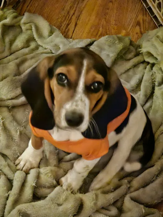 Hilbert Animal Hospital Picture 1