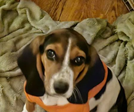 Hilbert Animal Hospital