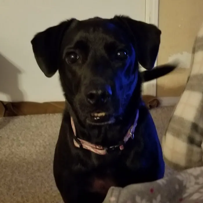 Jefferson County Animal Hospital Picture 2