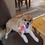 Jefferson County Animal Hospital