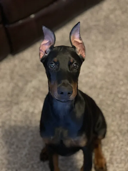 Jefferson County Animal Hospital Picture 7