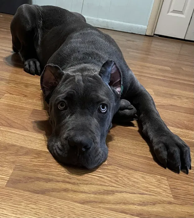 Jefferson County Animal Hospital Picture 4