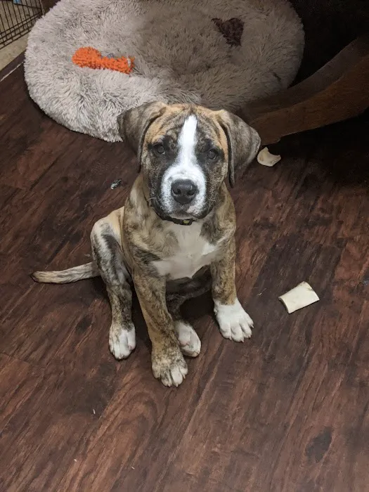 Jefferson County Animal Hospital Picture 9